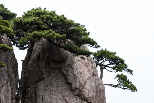 黄山松 水墨画