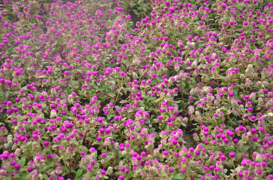 小花
