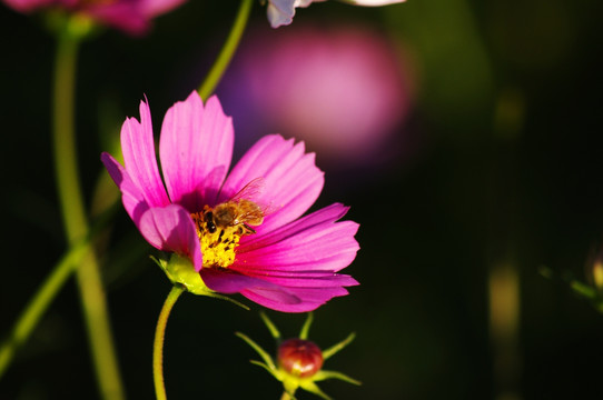 波斯菊