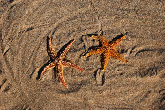 海星 沙滩 动物 海洋动物