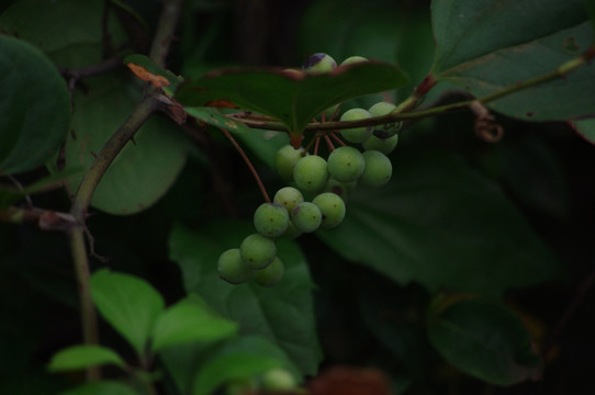 野果