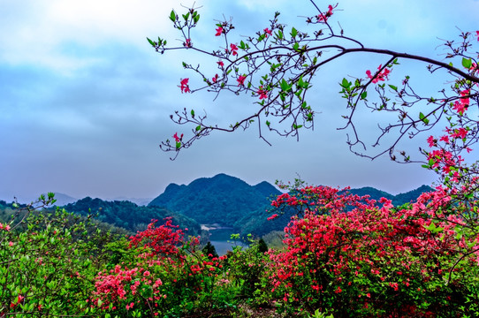 杜鹃花