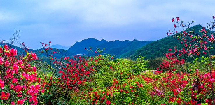杜鹃花