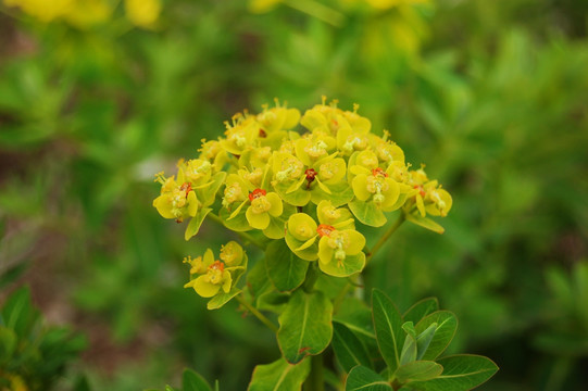 狼毒花