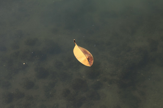 湖面落叶