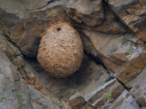 山区野蜂的巢穴
