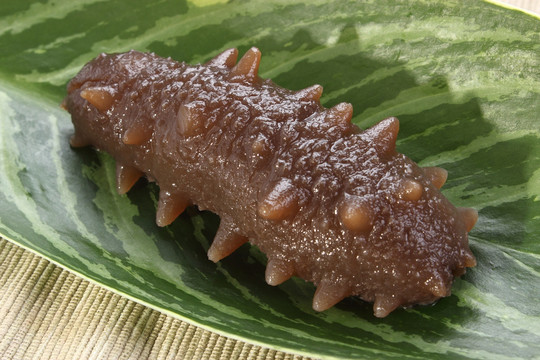即食海参