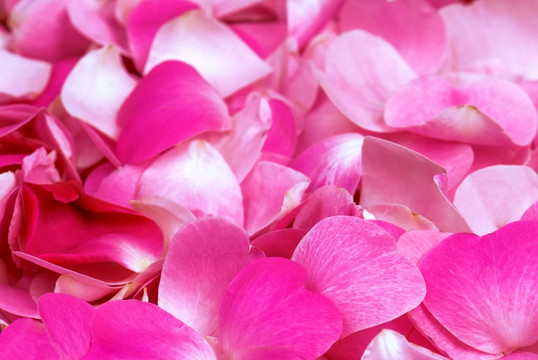 花瓣