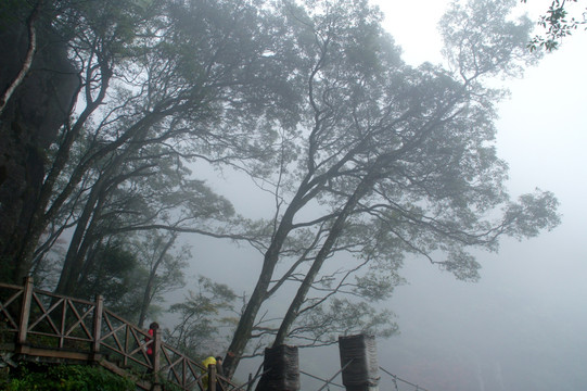 武功山 森林迷雾