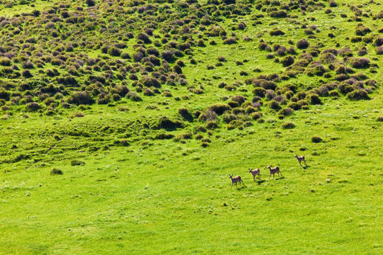 草原上奔跑的梅花鹿
