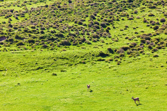 草原上奔跑的梅花鹿