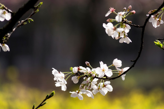 樱花