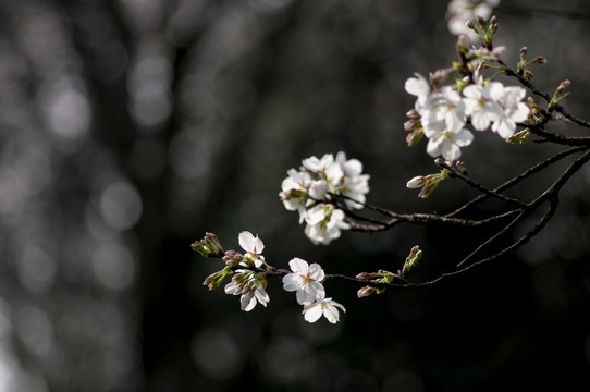 樱花