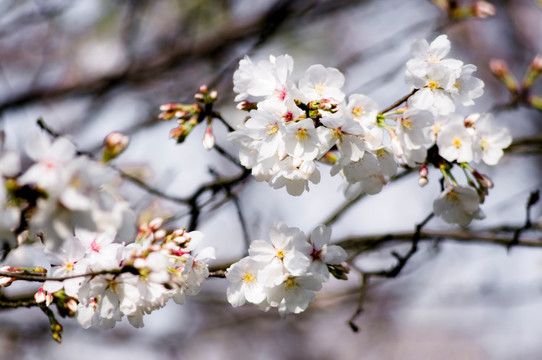 樱花