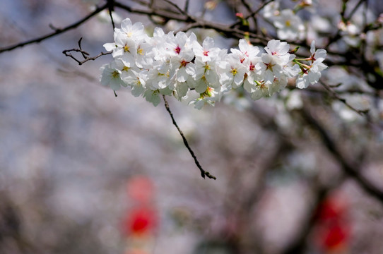 樱花