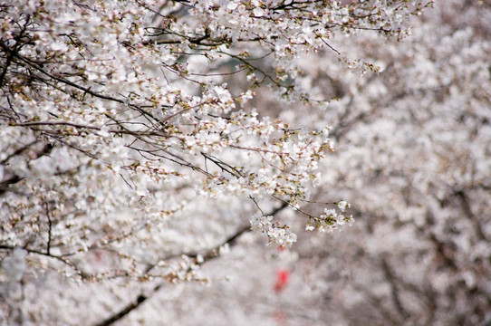 樱花