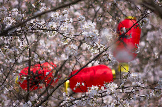 樱花