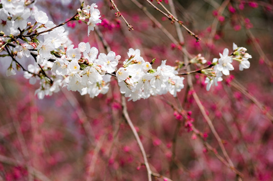 樱花
