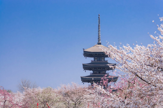 樱花