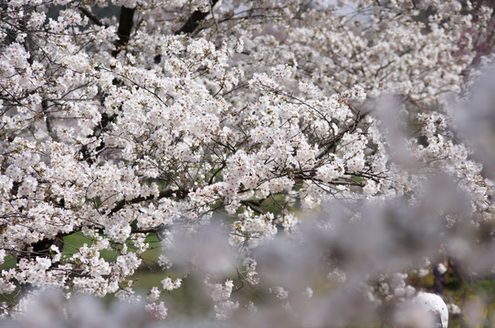 樱花