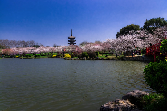 樱花
