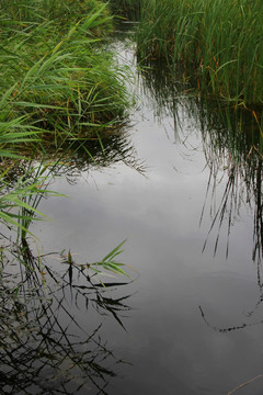 青岛城阳白沙河 芦苇