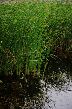 青岛城阳白沙河 芦苇