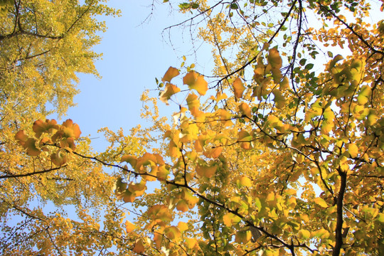 银杏树 树叶 绿色 金色 天空