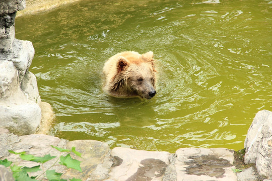 黑熊洗澡