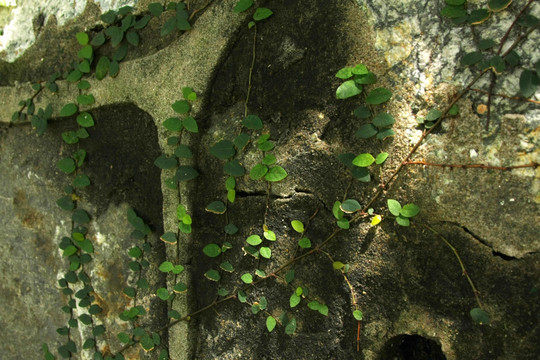 青苔墙