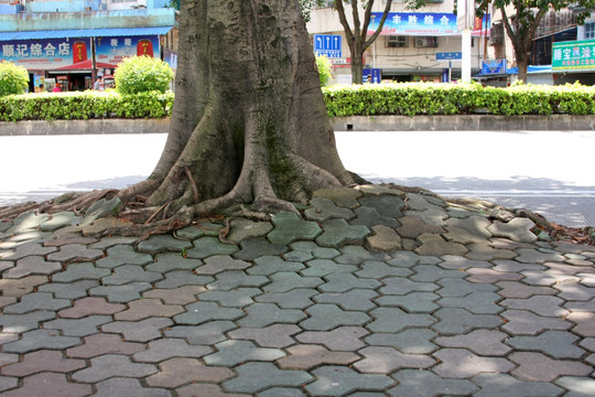 树根