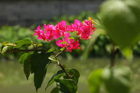 小红花