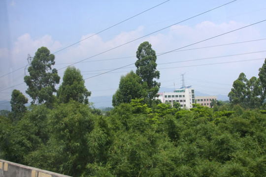 树林