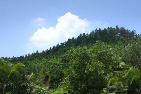 山坡丛林