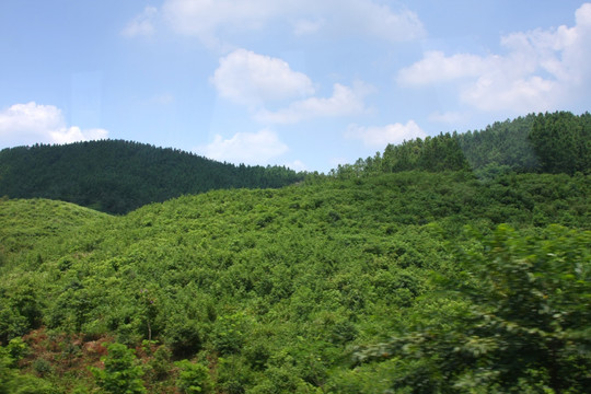 山坡丛林