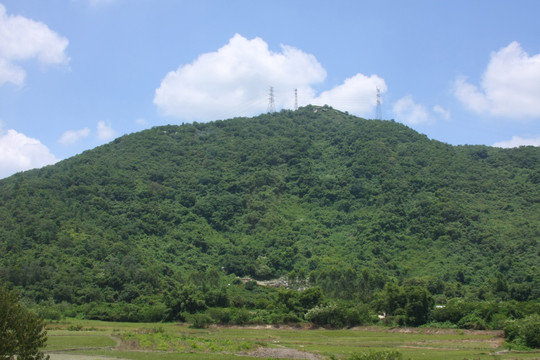 山坡丛林
