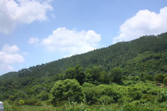 树林风景