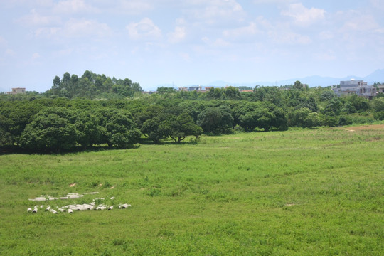 草地风景