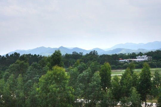 树林绿化