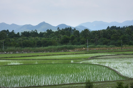 稻田