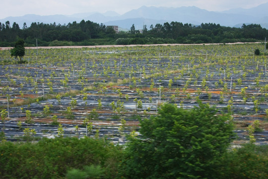 平原风景