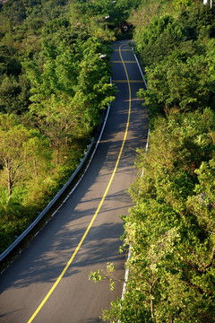 林中公路