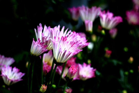 菊花