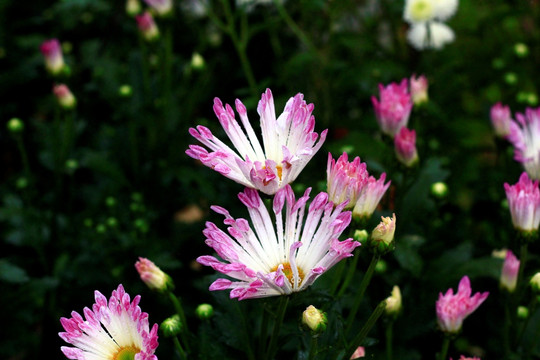 菊花