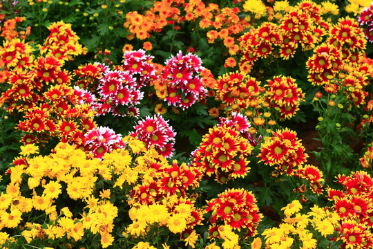 菊花