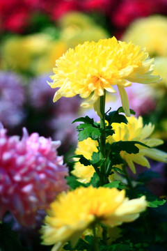 菊花
