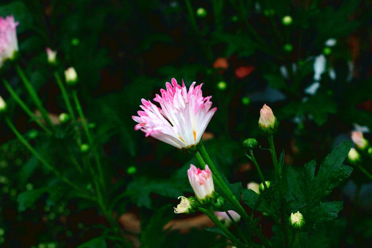 菊花