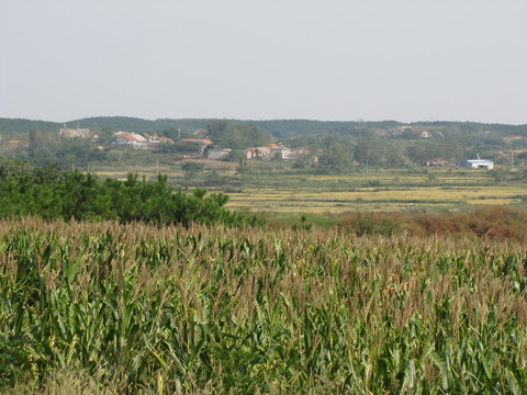 秋天田野