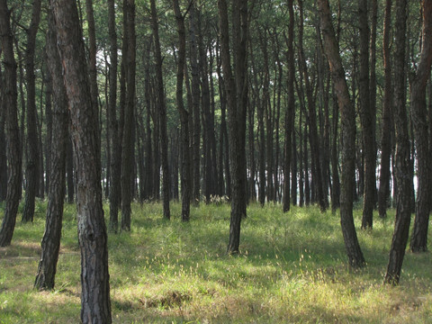 阳光松树林