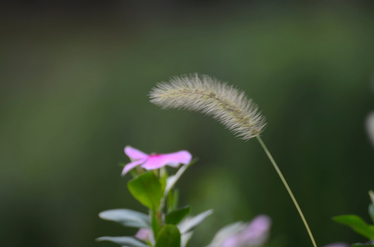 狗尾巴草